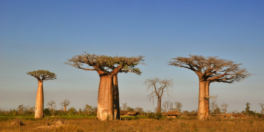 5 manieren waarop Baobab goed voor je is