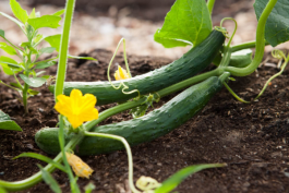 Zaaien en planten in de juiste tijd