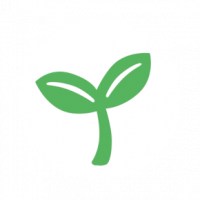 Olijven – voedingsrijke vruchten van de olijfboom